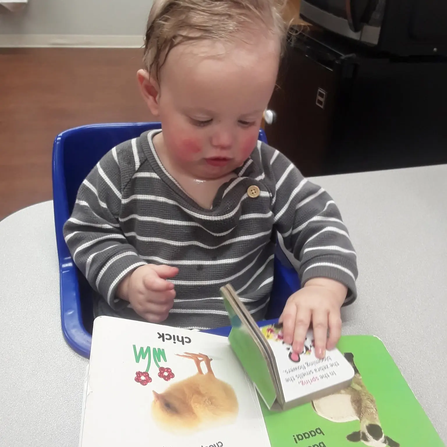Language Acquisition & Communication - Pinebrook Montessori Daycare and Preschool A toddler in a striped gray sweater sits in a blue booster seat at a table, reading a colorful picture book.